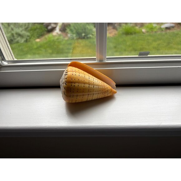 Large Natural Cone Conus Shell w Unique Spotted Pattern & Spiral Design - Picture 2 of 6